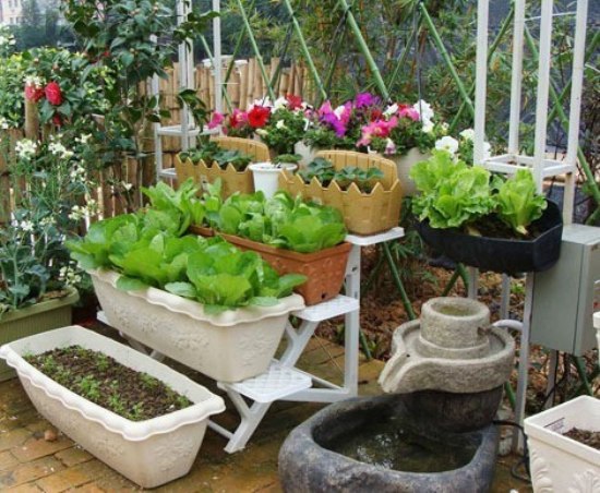小菜园种植家庭阳台蔬菜 51c8fdba65689e11360021df.jpg