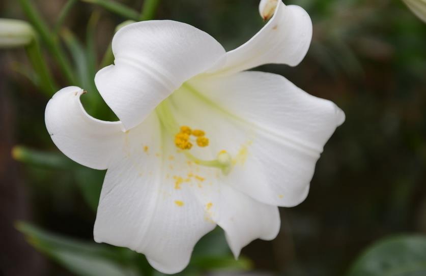 百合的保存方法和功效 55b83dea8efd9764738b4568.jpg