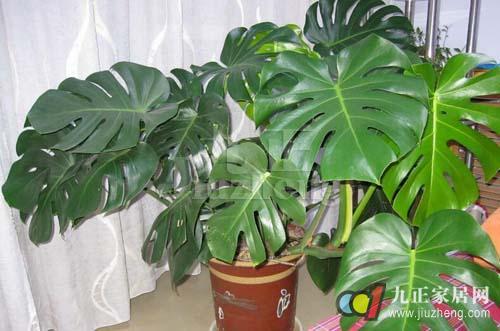 龟背竹怎么浇水用什么水 56c568d18f1e030e518b45bc.jpg