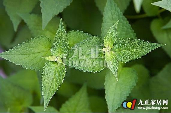 夏天种什么植物合适 56e7b9e98f1e0396498b4625.jpg