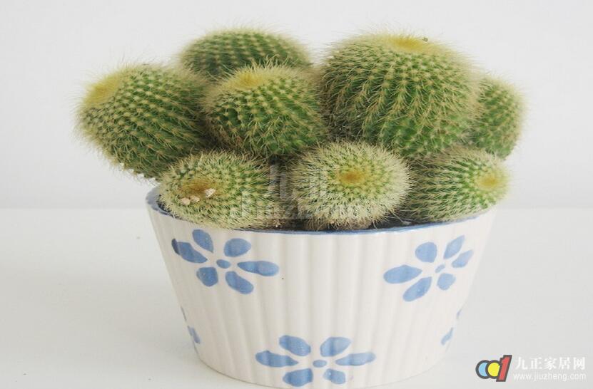 仙人球花语是什么 为什么仙人球不开花