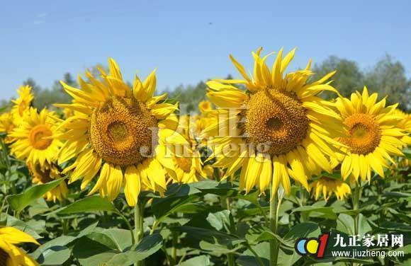啥时候开始种向日葵 57a094318f1e037e638b47dd.jpg