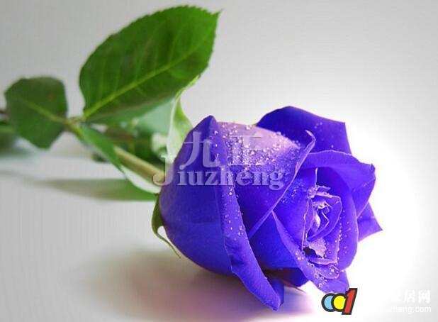 紫玫瑰花的花语紫玫瑰花的功效和作用 装修知识 九正家居网