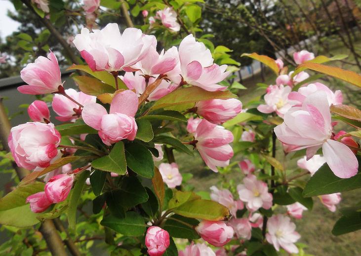 海棠花有許多品種,在明代的《群芳譜》中有記載著