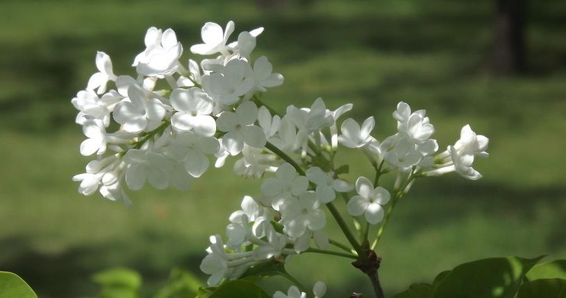 白丁香花的養殖方法